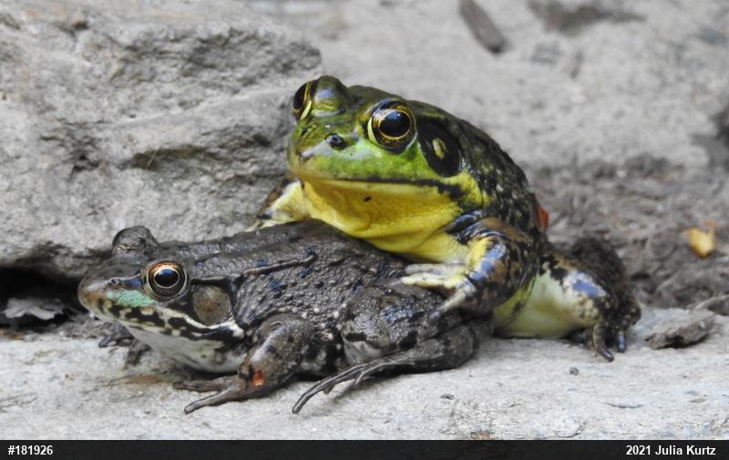 Green Frog