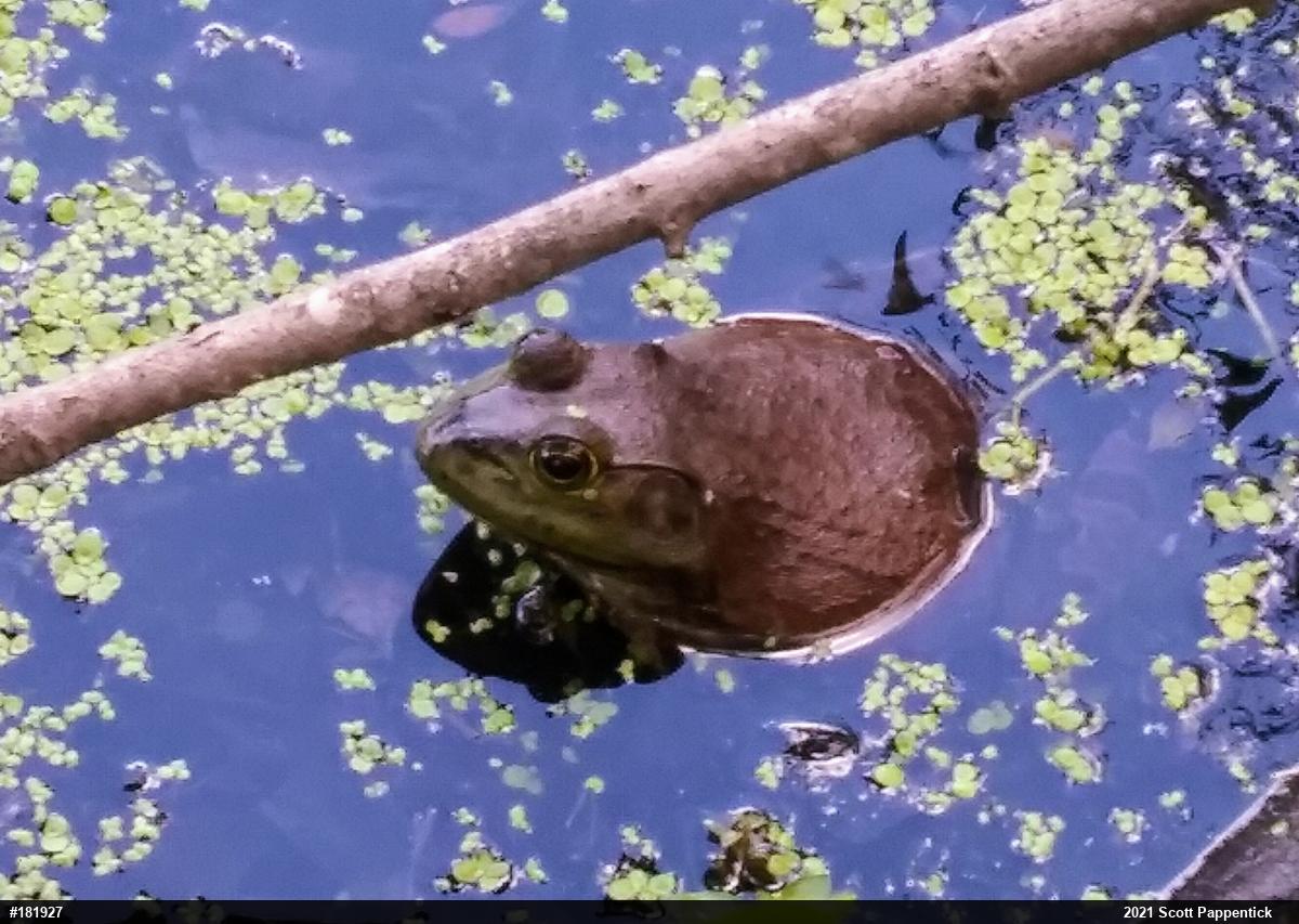 American Bullfrog