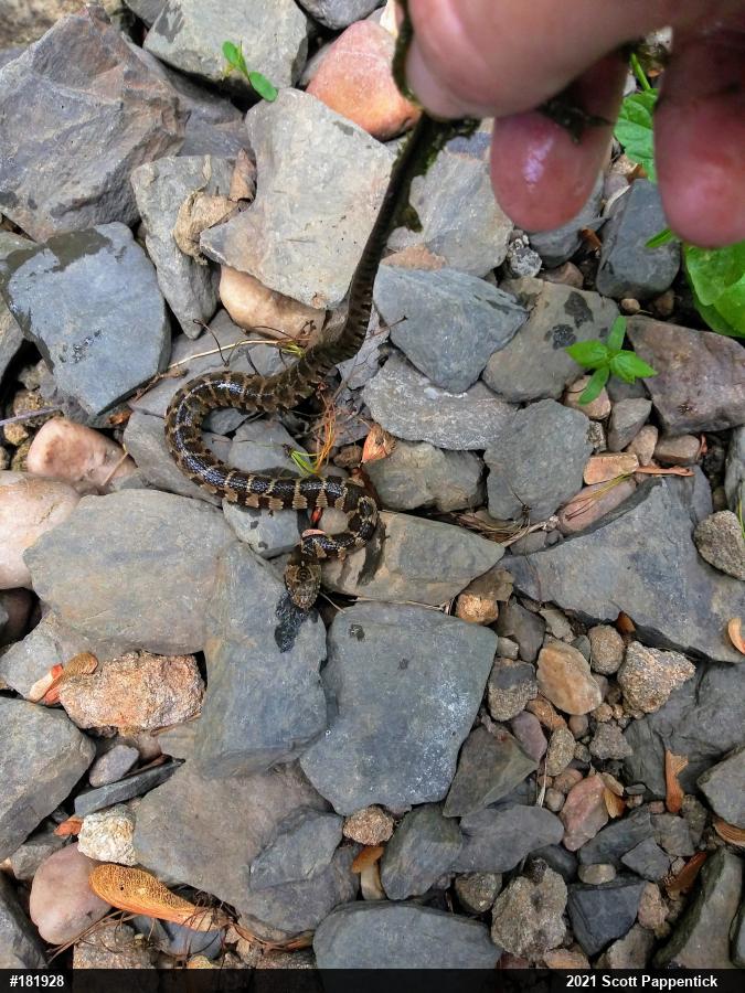 Northern Watersnake