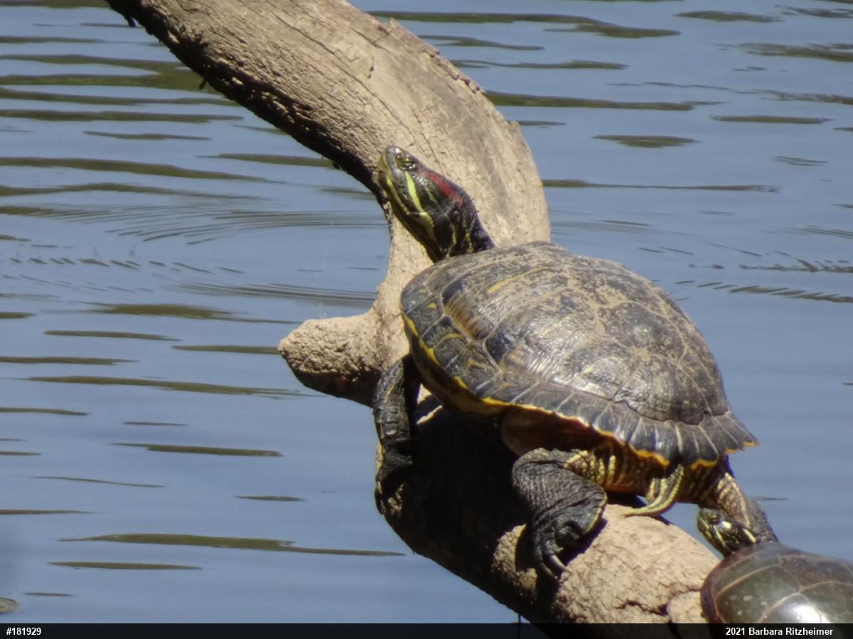 Red-eared Slider