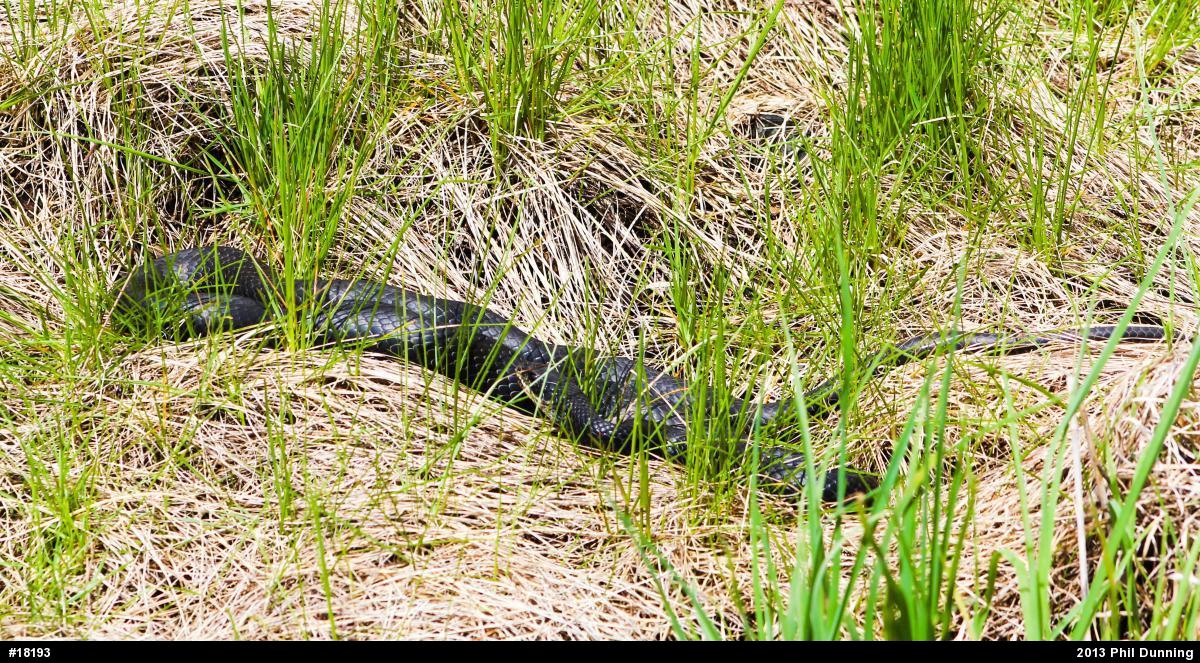 Northern Black Racer