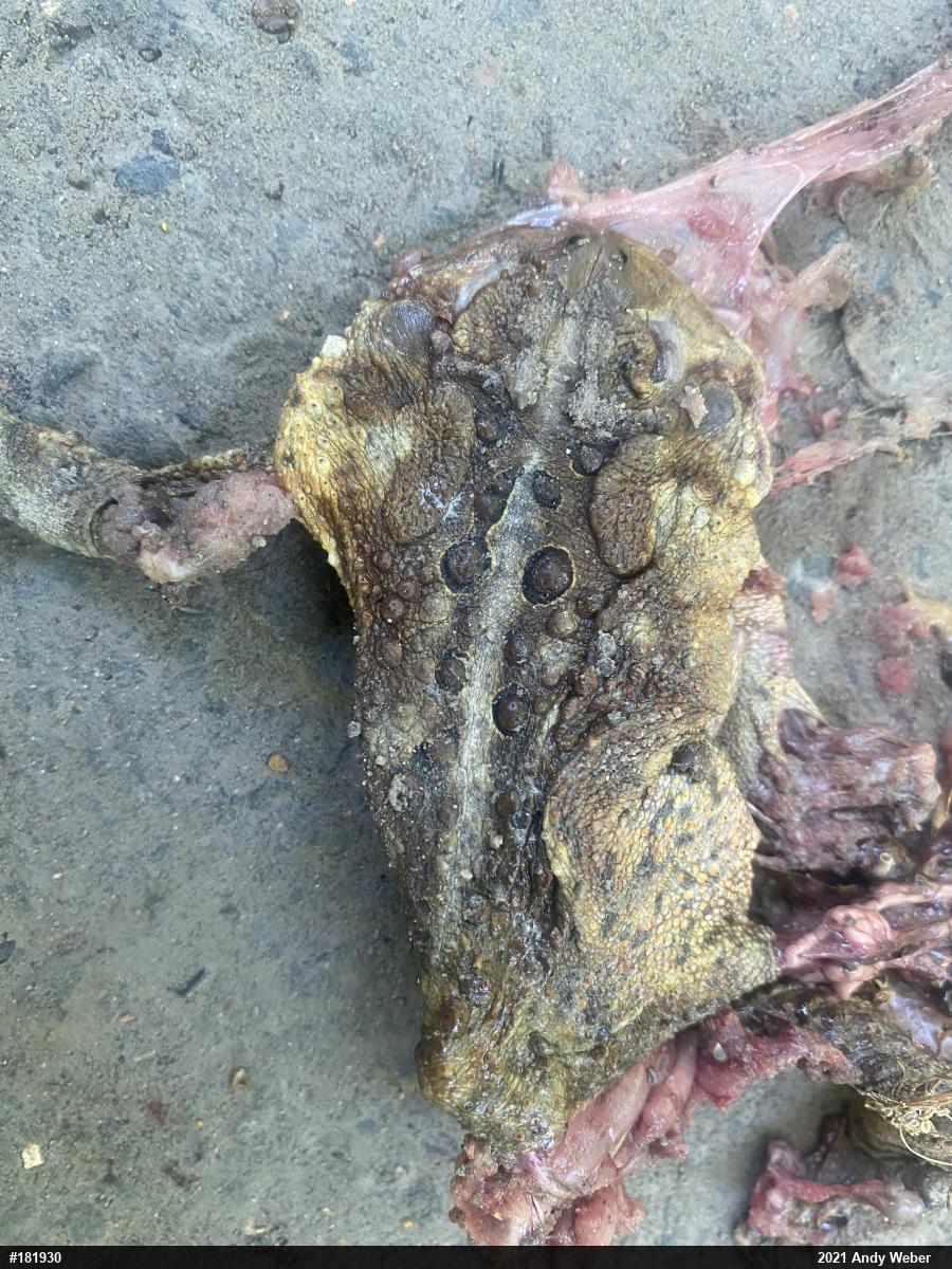 Eastern American Toad