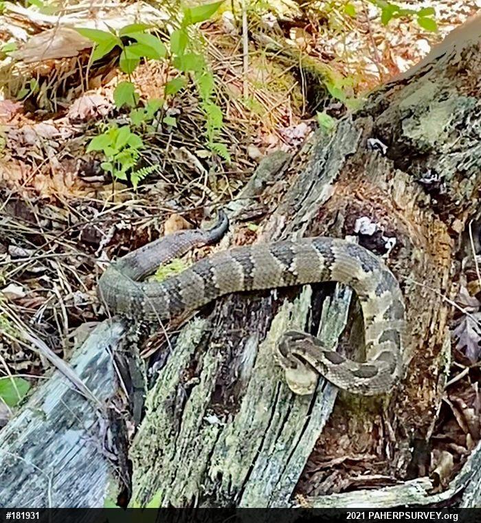 Timber Rattlesnake