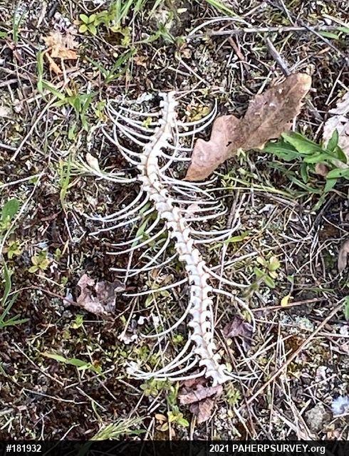 Timber Rattlesnake