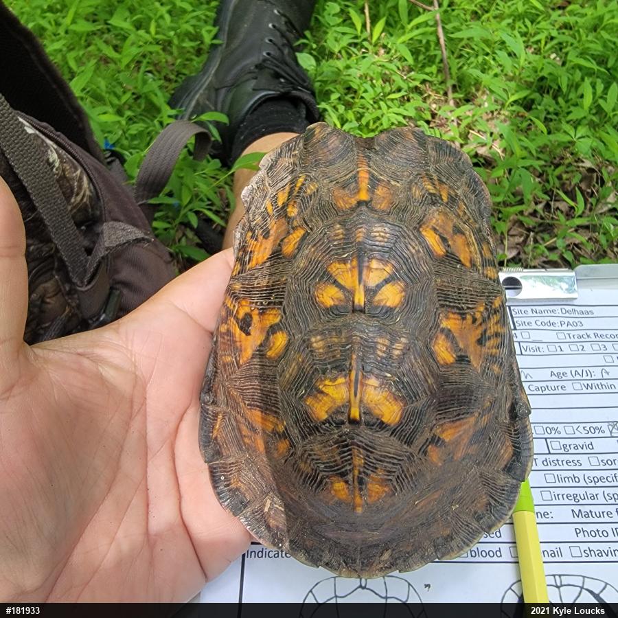 Eastern Box Turtle