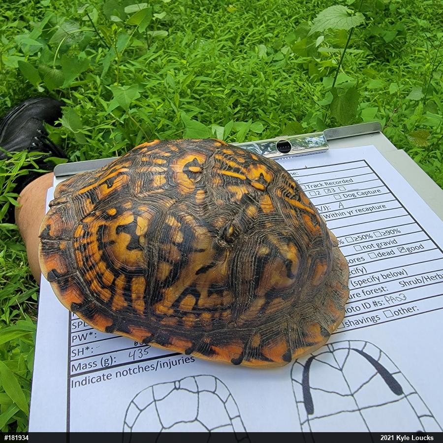 Eastern Box Turtle