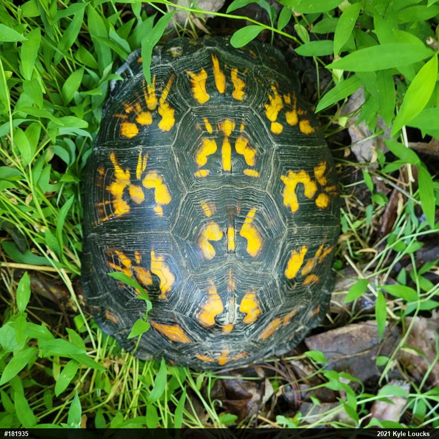 Eastern Box Turtle