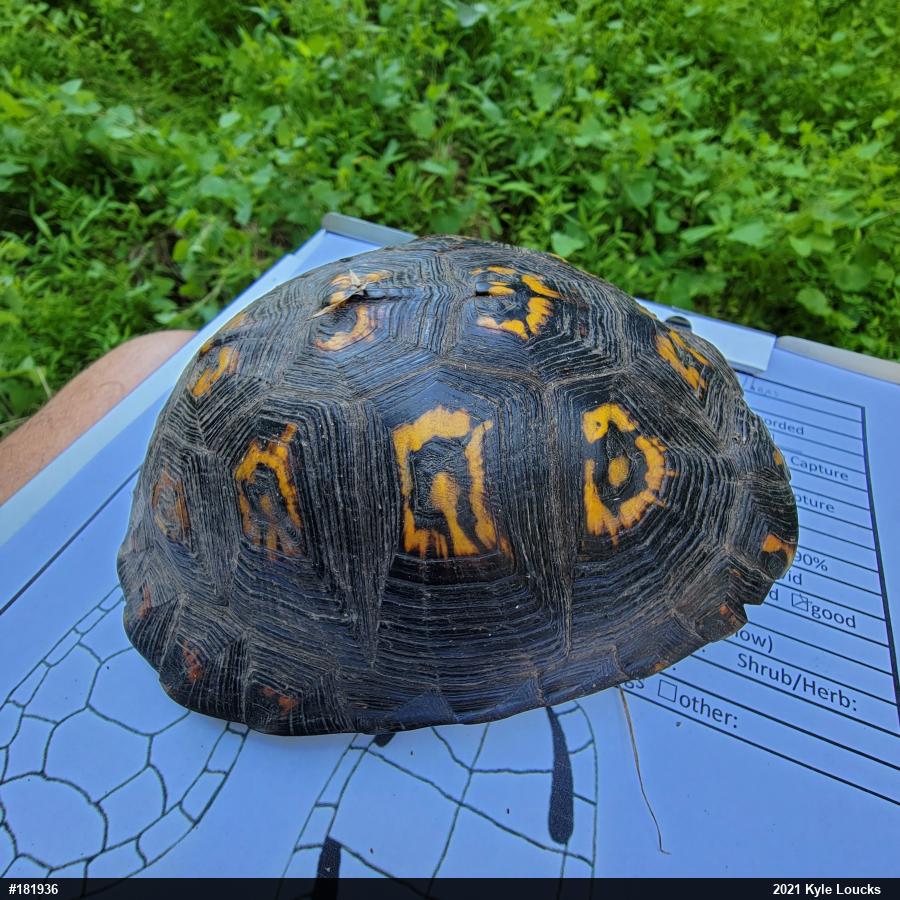 Eastern Box Turtle