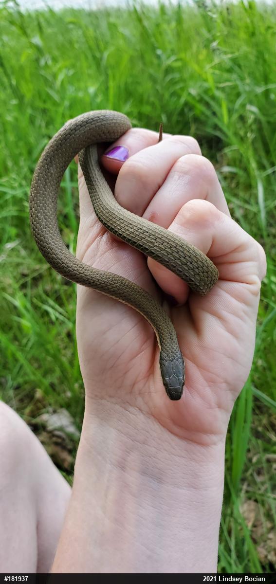 Queensnake