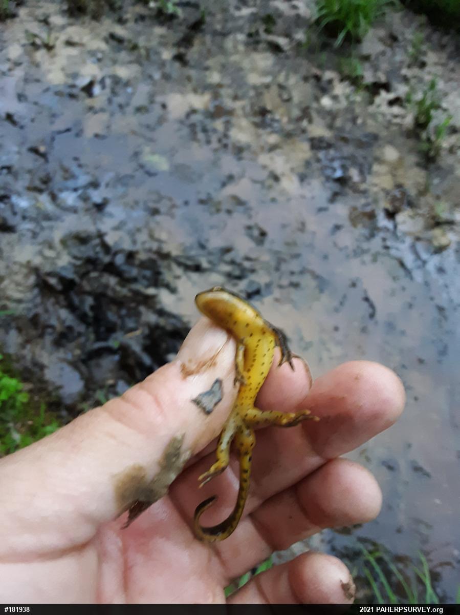 Red-spotted Newt