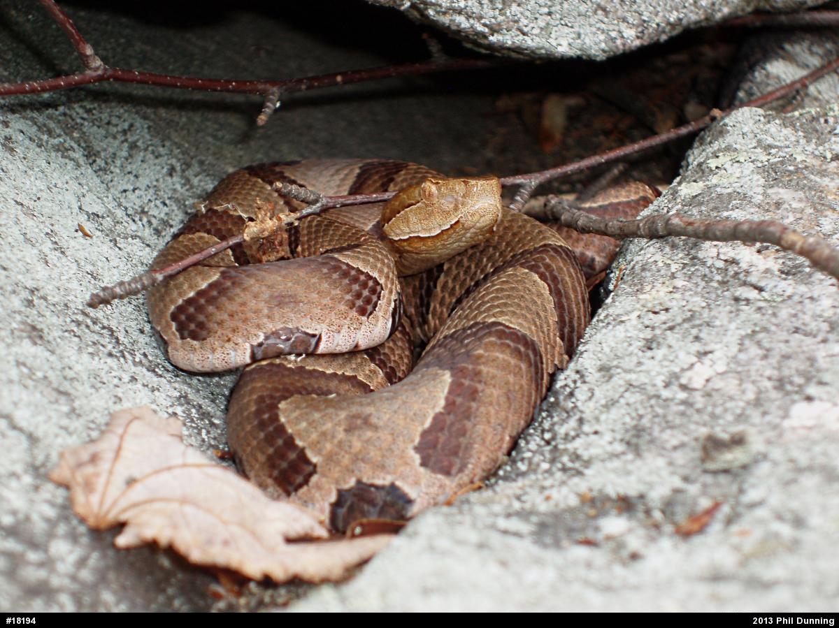 Northern Copperhead