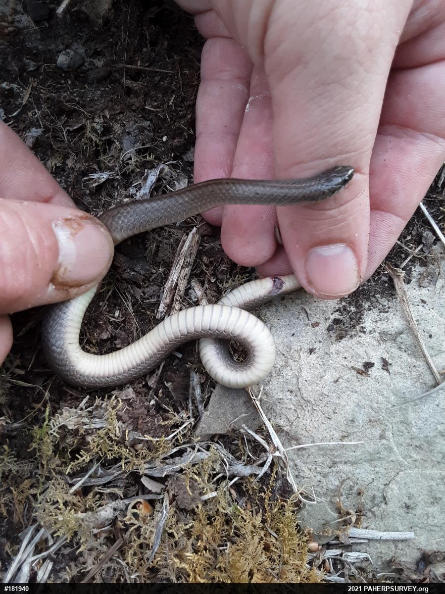 Mountain Earthsnake
