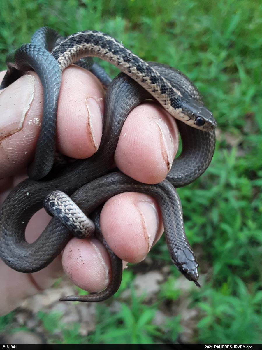 Eastern Gartersnake