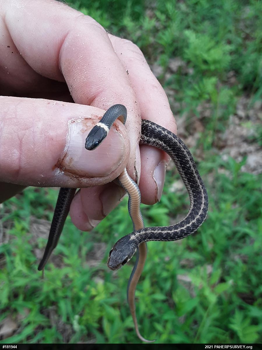 Eastern Gartersnake
