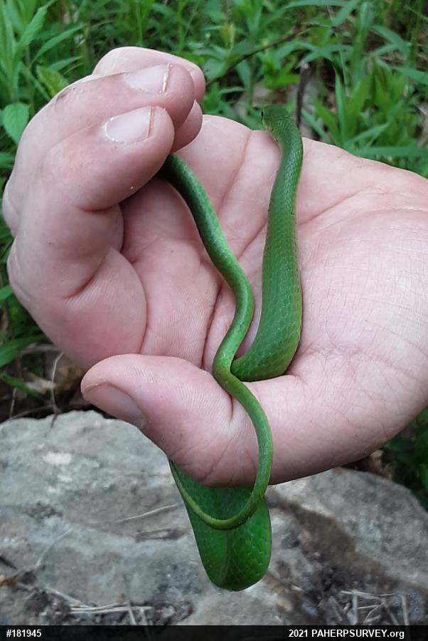 Smooth Greensnake