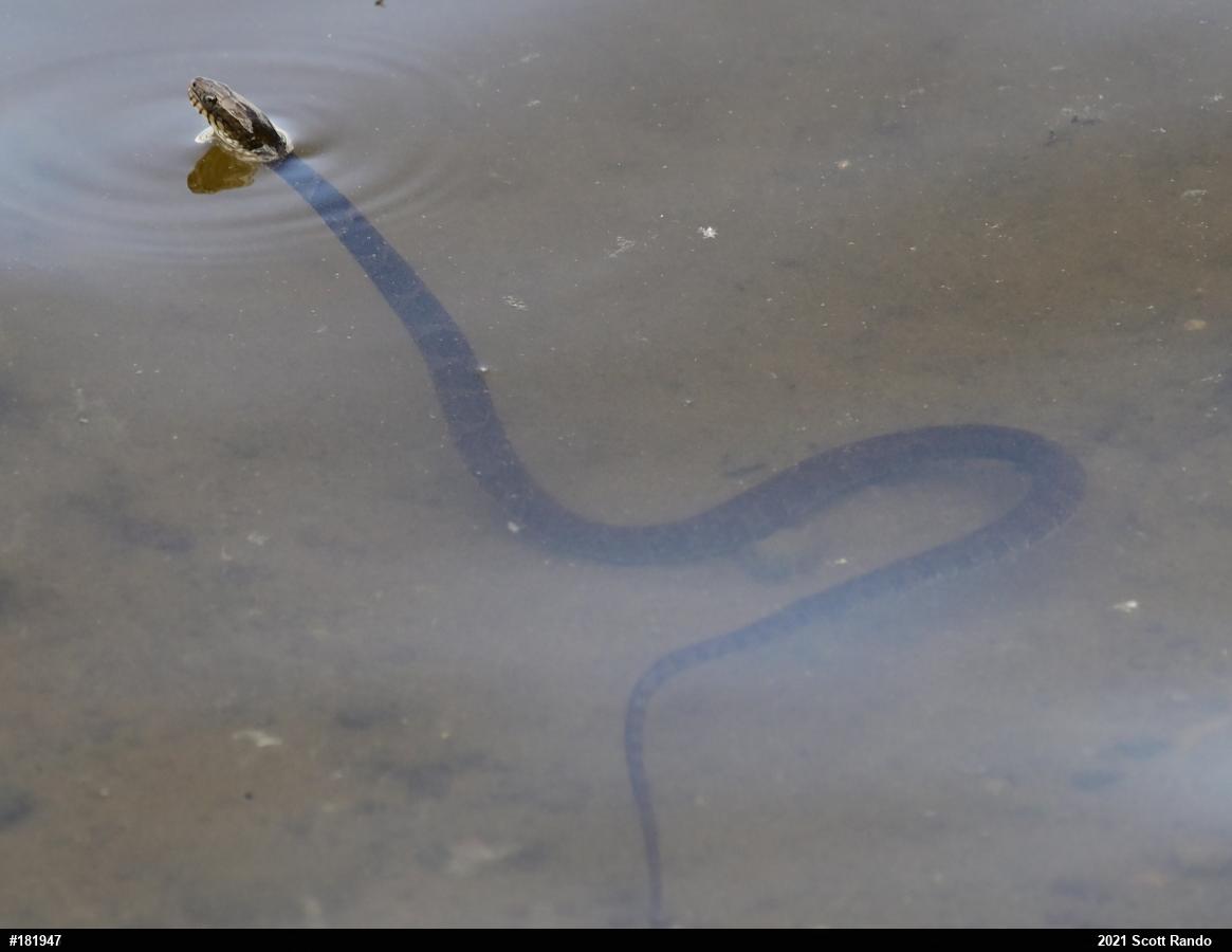 Northern Watersnake
