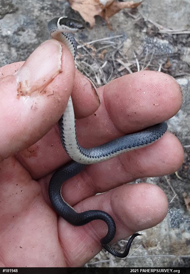 Northern Ring-necked Snake