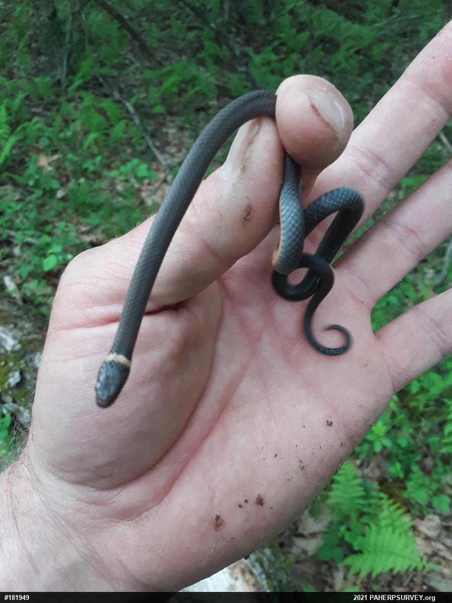 Northern Ring-necked Snake