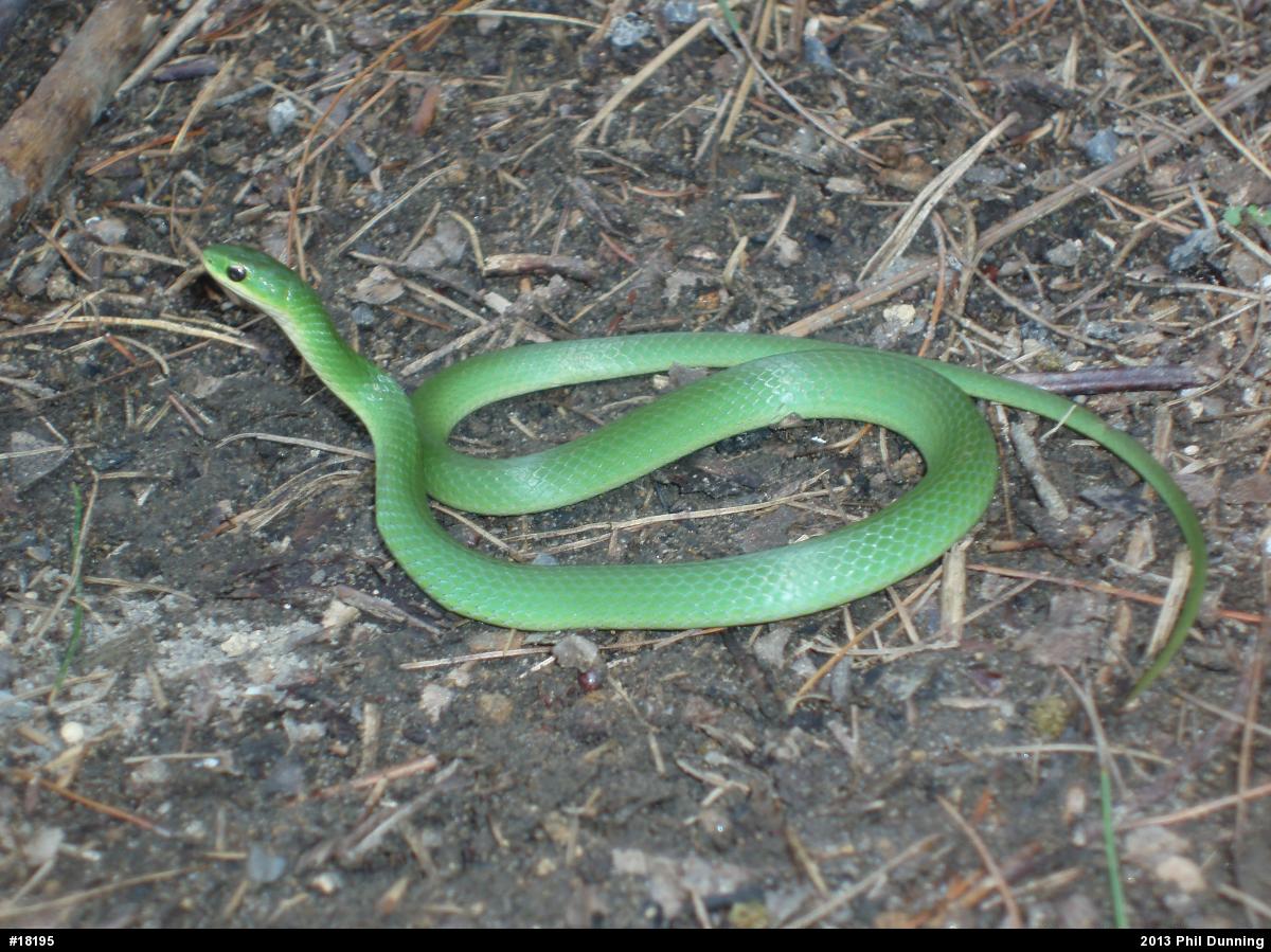 Smooth Greensnake