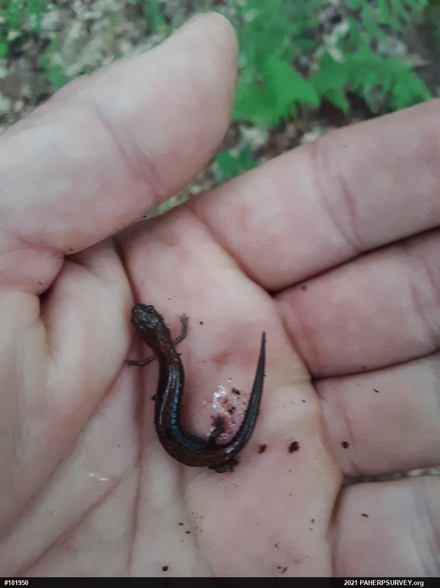 Eastern Red-backed  Salamander