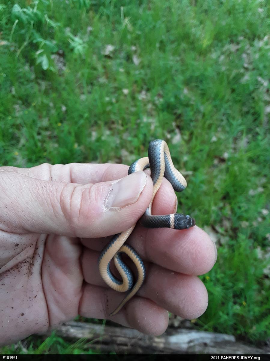 Northern Ring-necked Snake