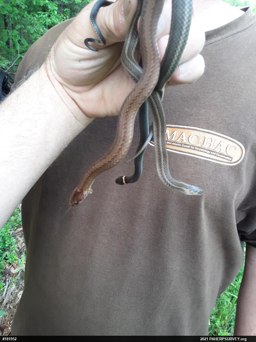Northern Ring-necked Snake