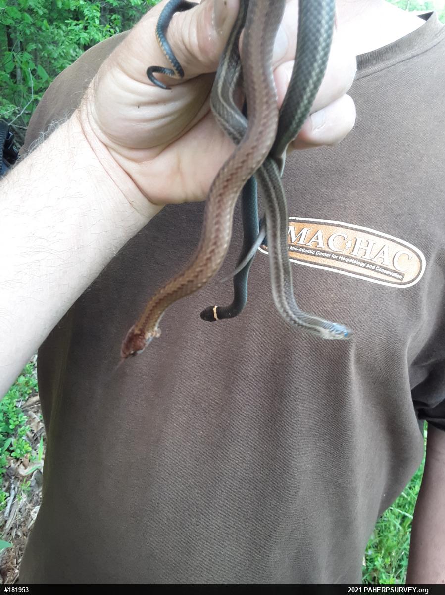 Shorthead Gartersnake