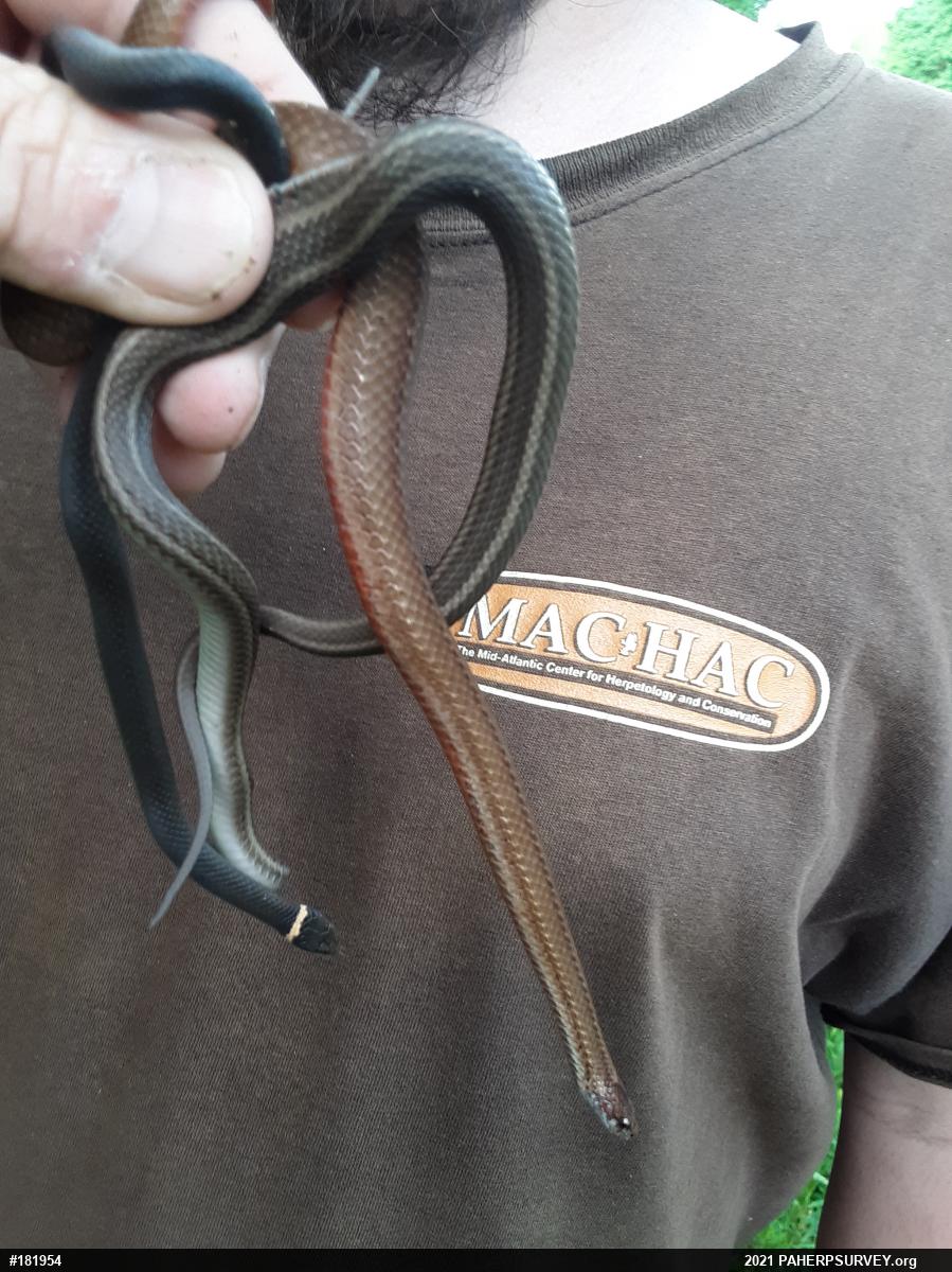 Red-bellied Snake