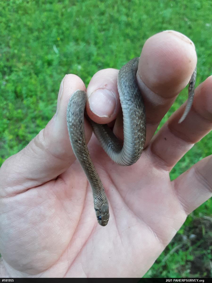 Dekay's Brownsnake