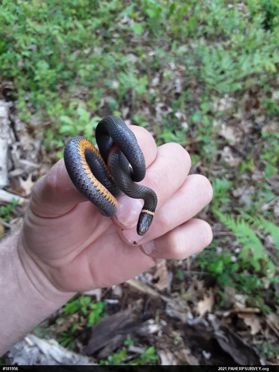Northern Ring-necked Snake