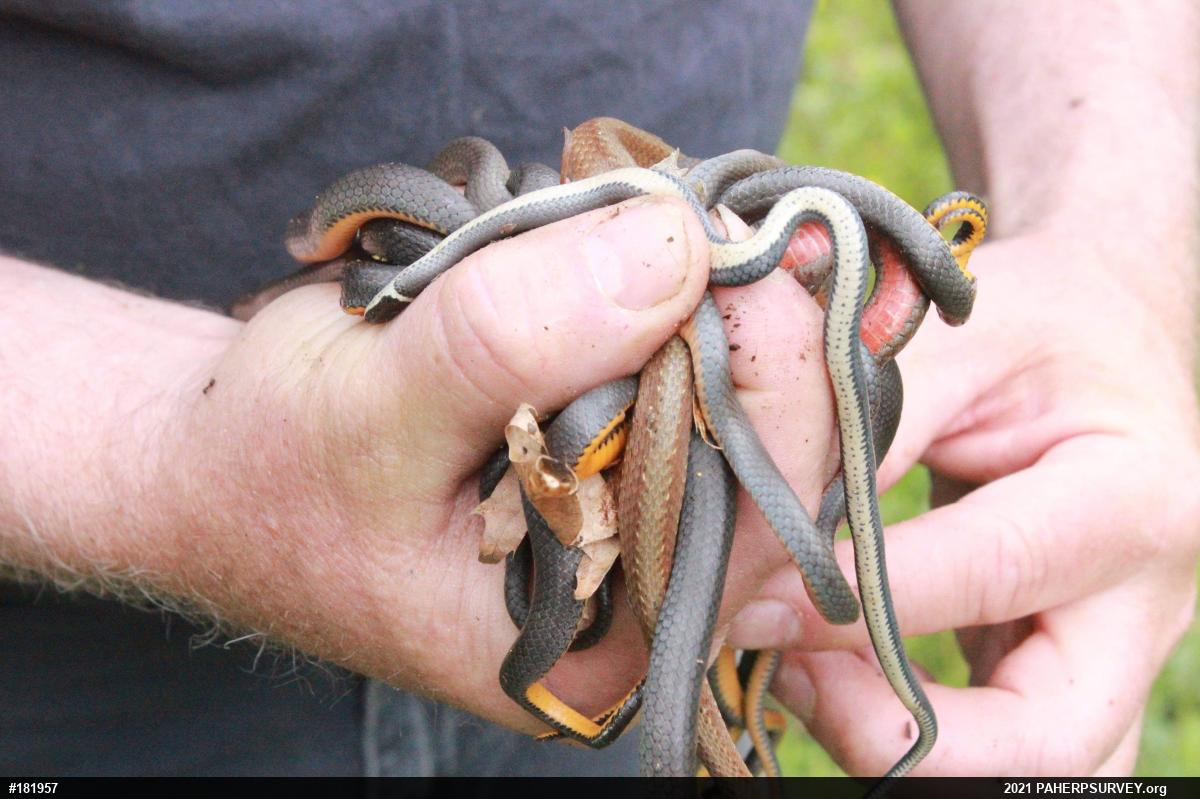 Red-bellied Snake