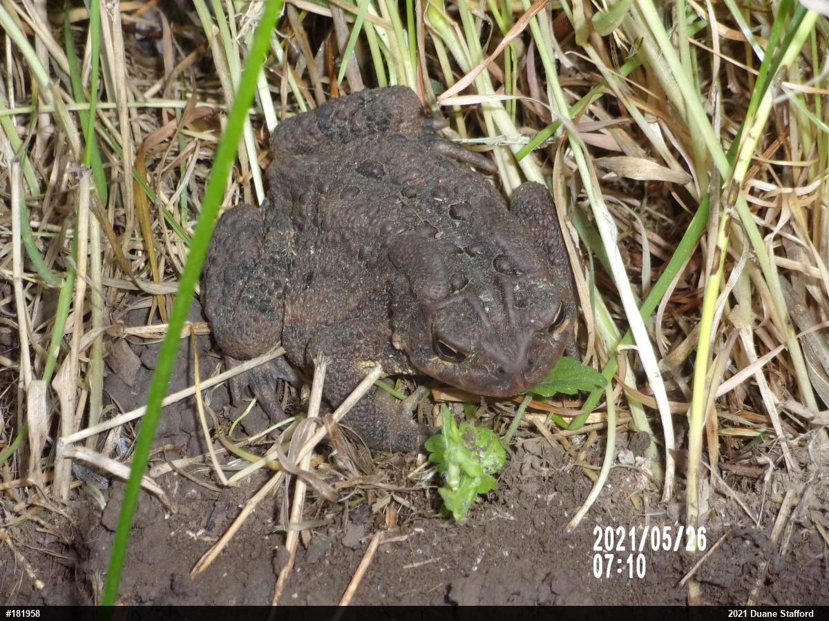 Eastern American Toad