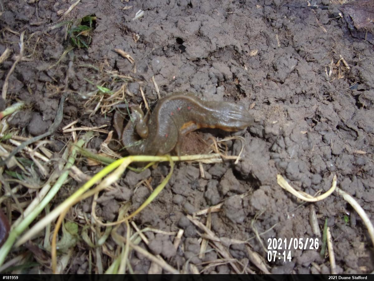 Red-spotted Newt