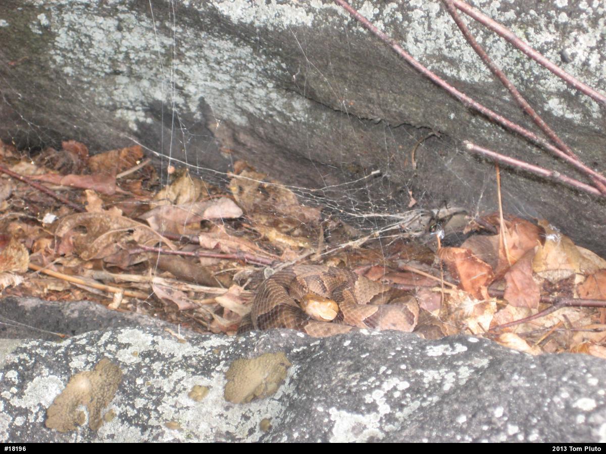 Northern Copperhead