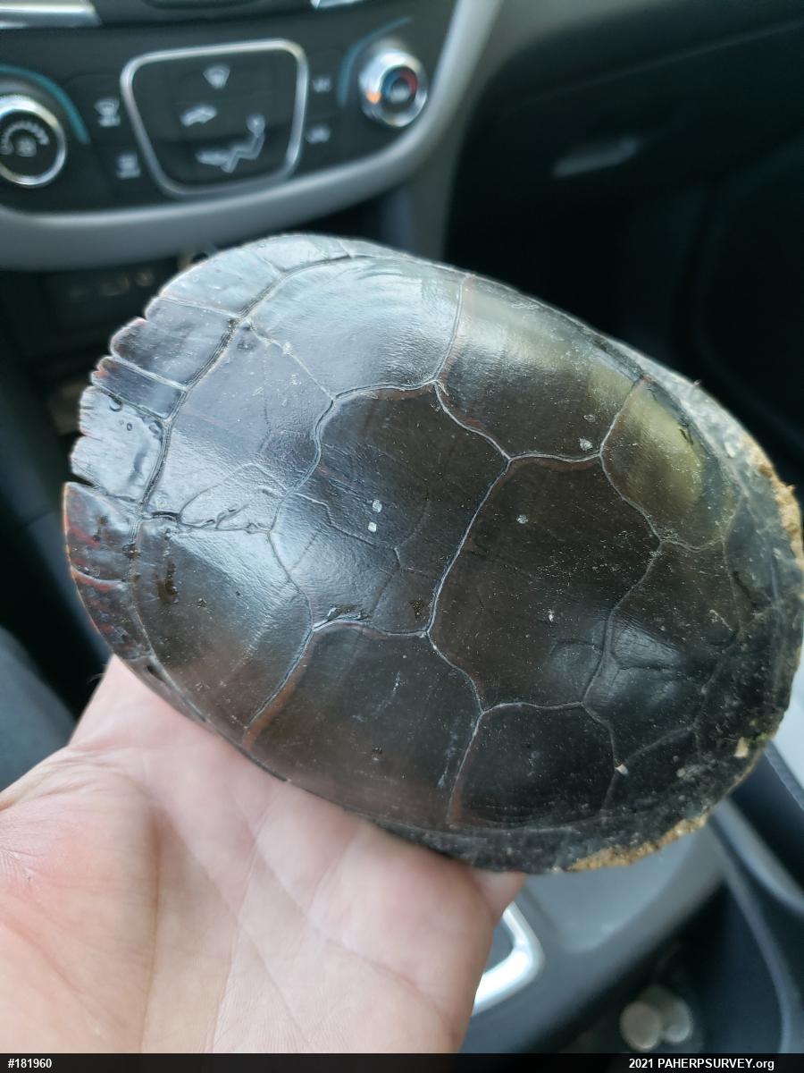Midland Painted Turtle