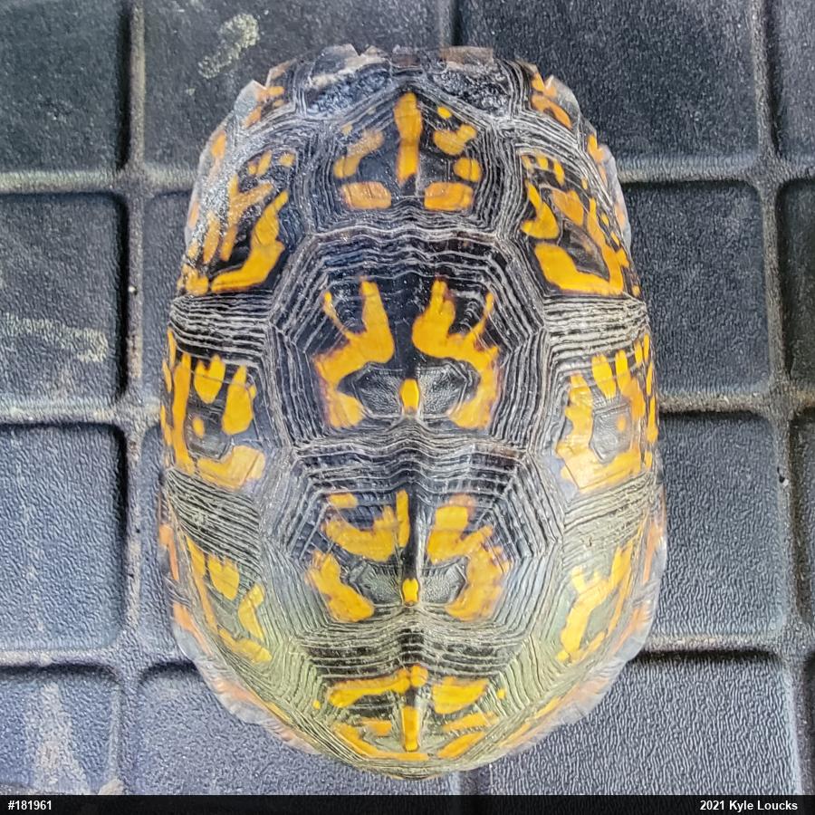Eastern Box Turtle