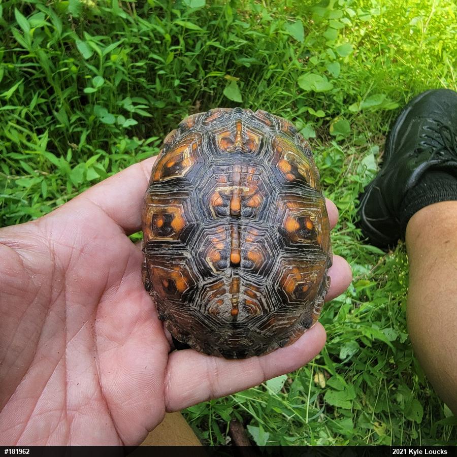 Eastern Box Turtle