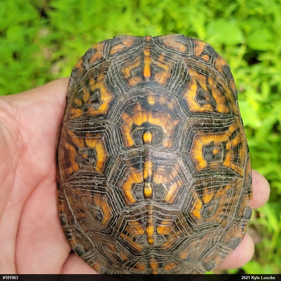 Eastern Box Turtle