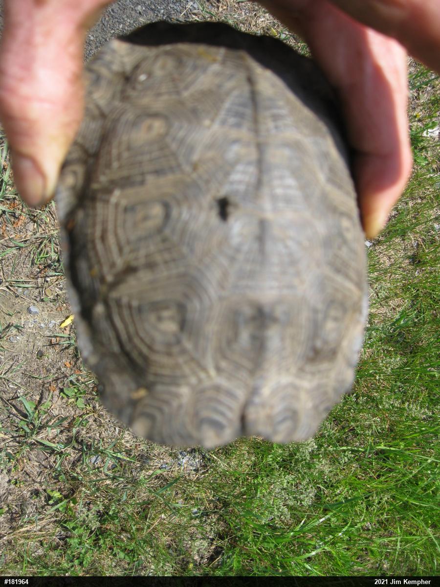 Wood Turtle