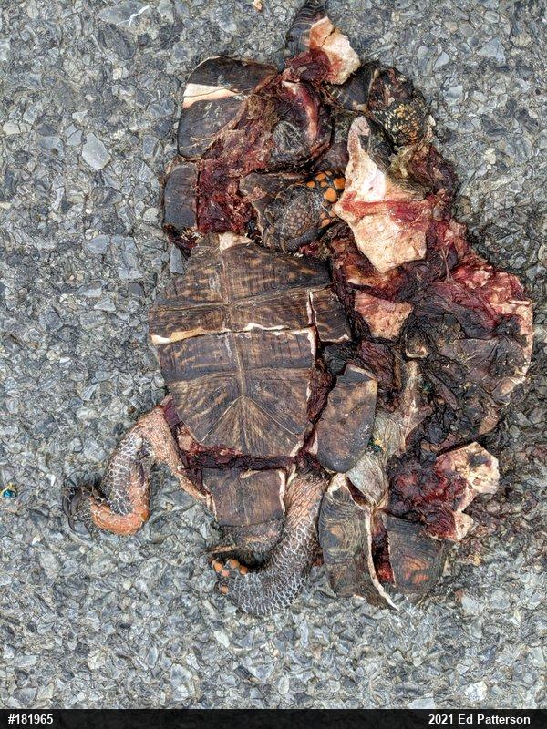 Eastern Box Turtle