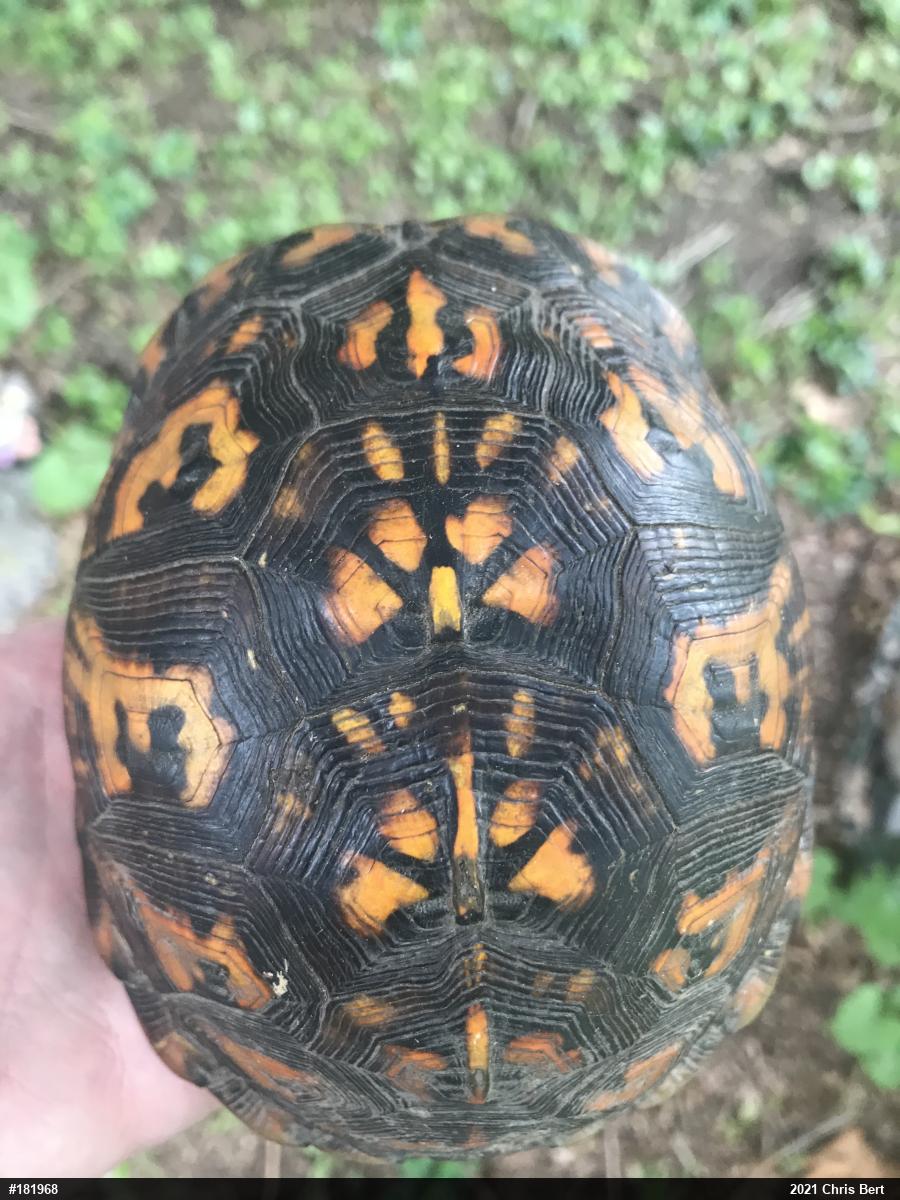 Eastern Box Turtle