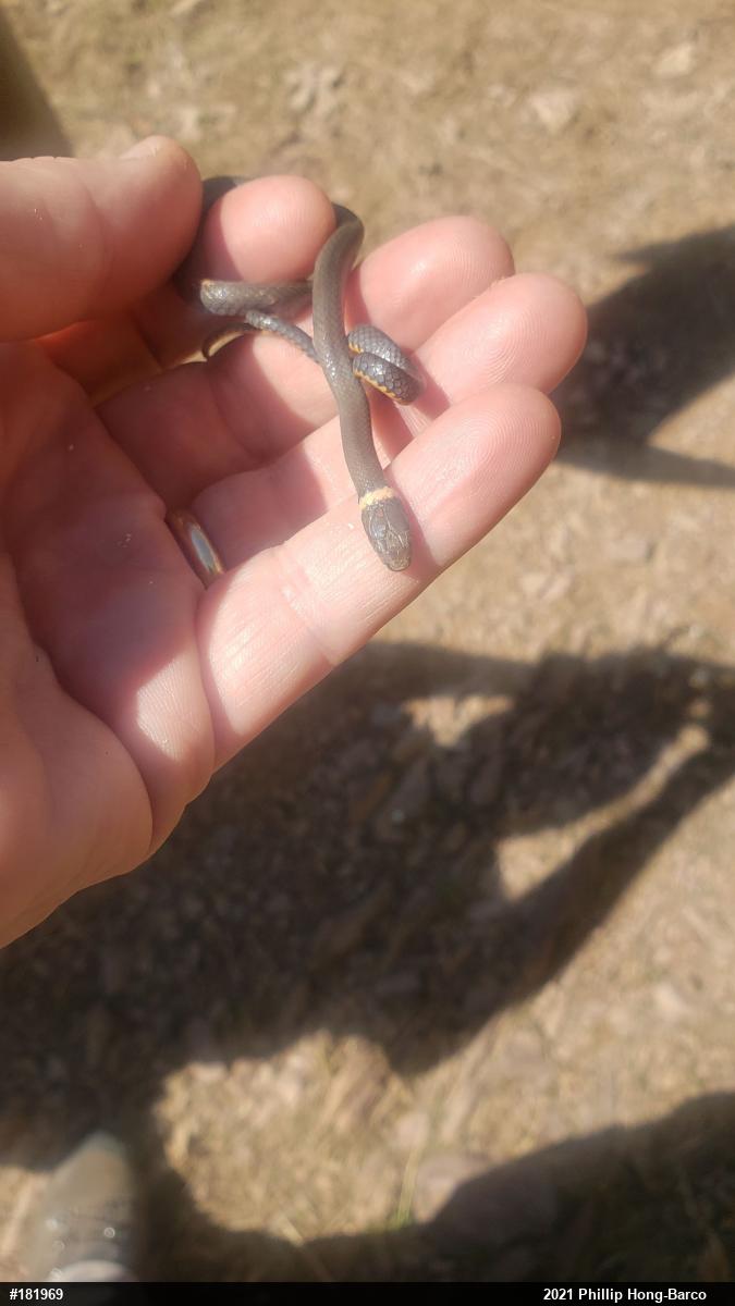 Northern Ring-necked Snake