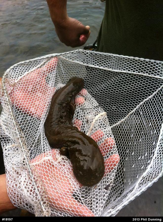 Eastern Hellbender