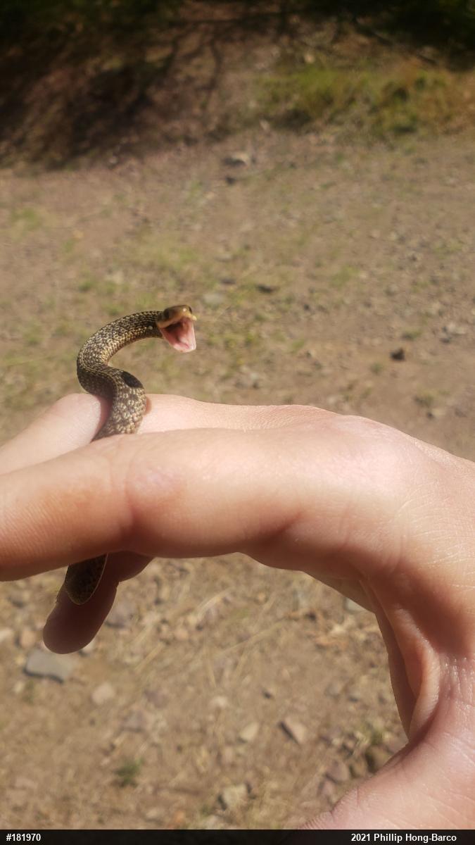 Eastern Gartersnake