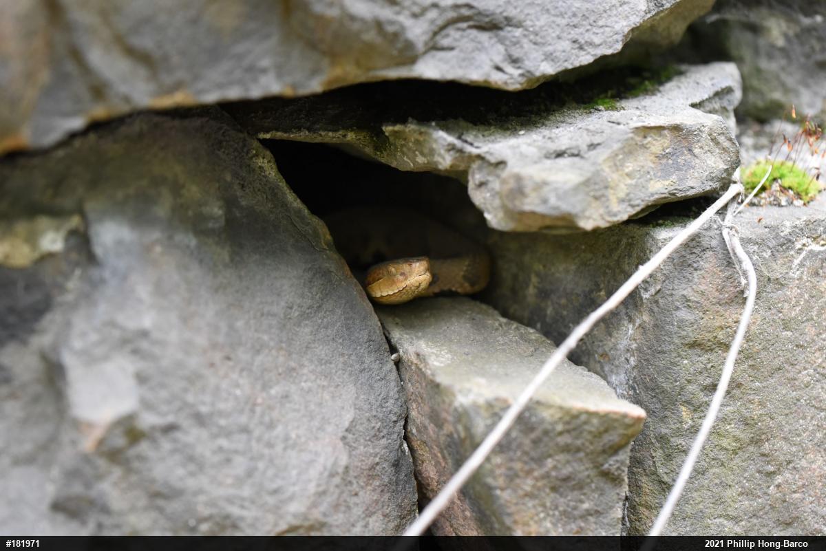 Northern Copperhead
