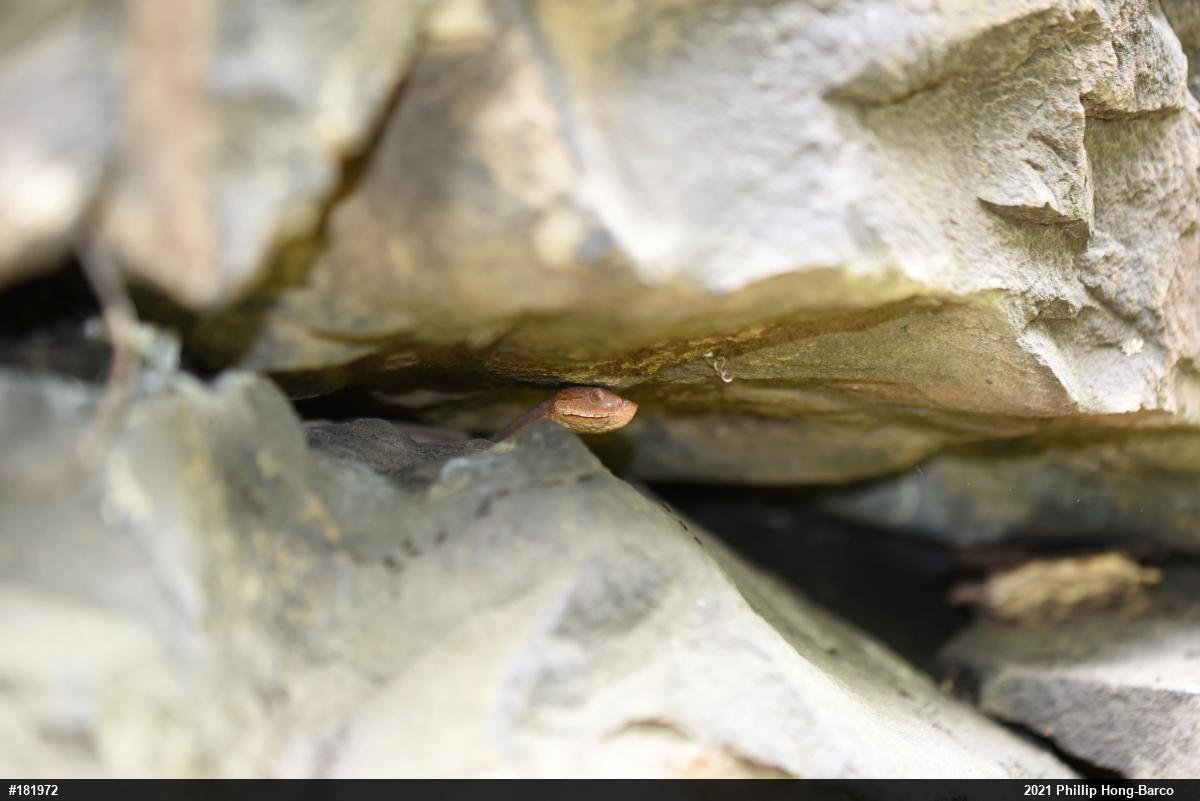 Northern Copperhead