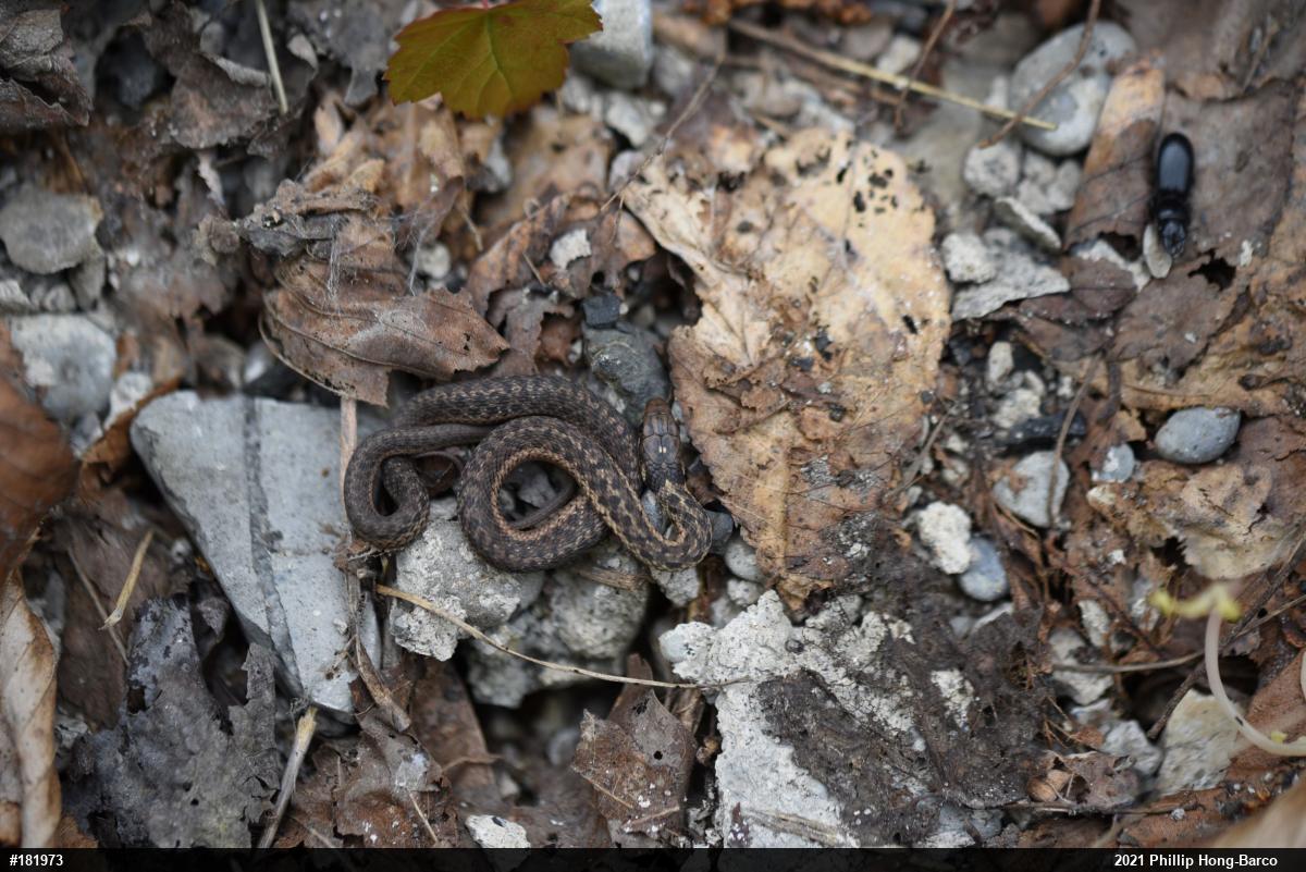 Eastern Gartersnake