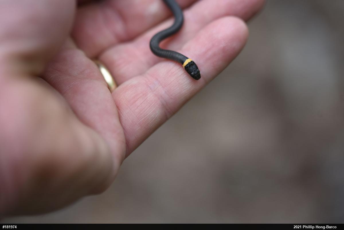 Northern Ring-necked Snake