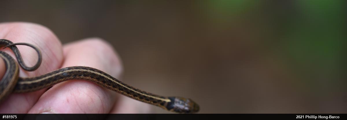 Eastern Gartersnake