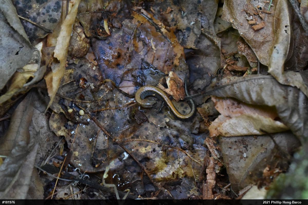 Eastern Red-backed  Salamander